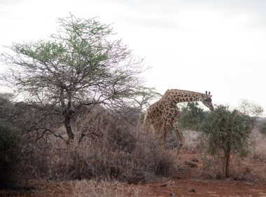 Masimara, Kenya savanından Afrika zürafası