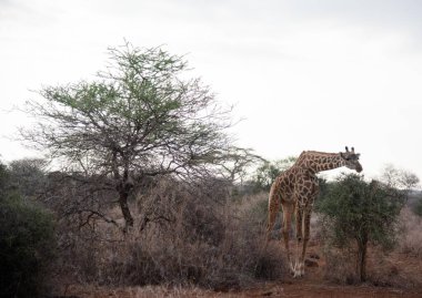 Masimara, Kenya savanından Afrika zürafası