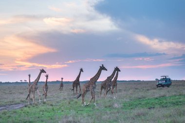 African GIraffe from the savannah of masaimara, kenya clipart