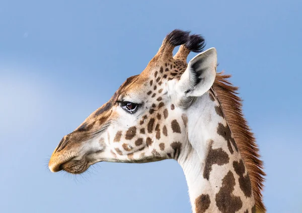 Africano Giraffe Savana Masaimara Kenya — Fotografia de Stock