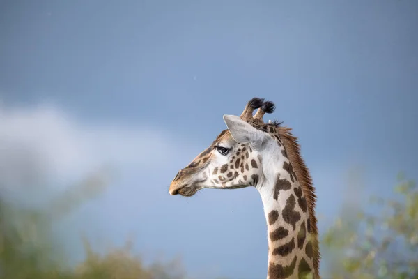아프리카 Giraffe Savannah 사바나 — 스톡 사진