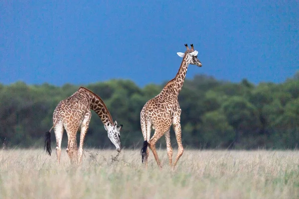 Αφρικανική Giraffe Από Σαβάνα Της Masaimara Kenya — Φωτογραφία Αρχείου