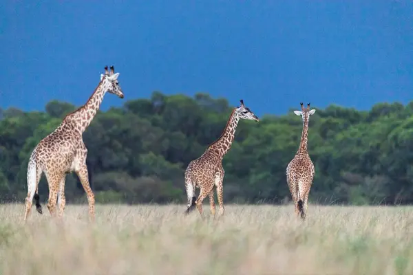 Africano Giraffe Sabana Masaimara Kenya — Foto de Stock