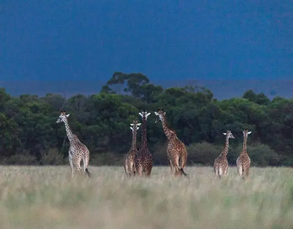 Africano Giraffe Savana Masaimara Kenya — Fotografia de Stock