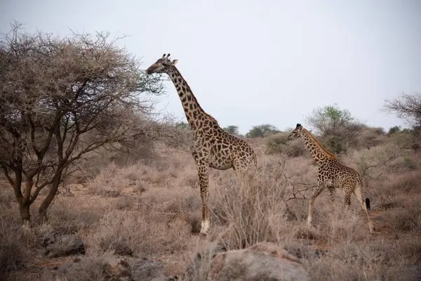 Африканський Giraffe Савани Масаїмара Кенаї — стокове фото
