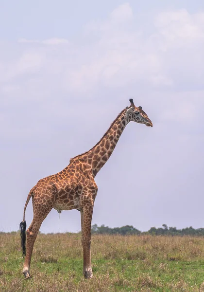 African Giraffe Savannah Masaimara Kenya — Stock Photo, Image