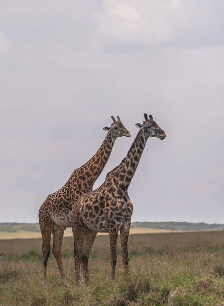ケニアのマサミマラのサバンナからアフリカのGiraffe — ストック写真