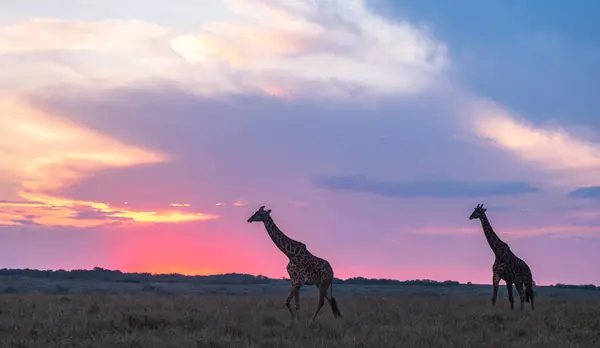 Αφρικανική Giraffe Από Σαβάνα Της Masaimara Kenya — Φωτογραφία Αρχείου