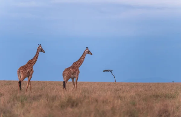 Masimara Kenya Savanından Afrika Zürafası — Stok fotoğraf