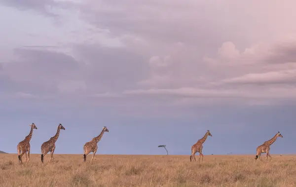Африканський Giraffe Савани Масаїмара Кенаї — стокове фото