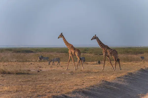 Masimara Kenya Savanından Afrika Zürafası — Stok fotoğraf