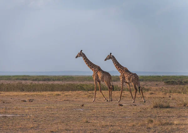 Giraffe Africaine Savane Masaimara Kenya — Photo