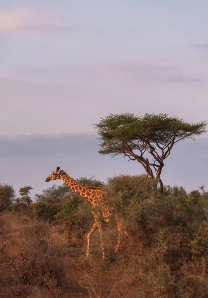 来自肯尼亚Masaimara大草原的非洲长颈鹿 — 图库照片