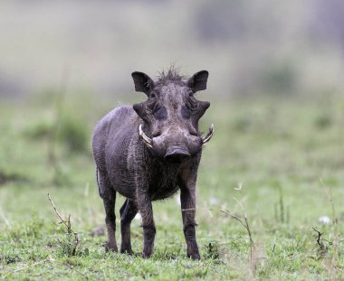 Kenya, Masimara 'daki savandan yaban domuzu veya yaban domuzu.