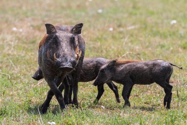 Kenya, Masimara 'daki savandan yaban domuzu veya yaban domuzu.