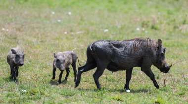 Kenya, Masimara 'daki savandan yaban domuzu veya yaban domuzu.