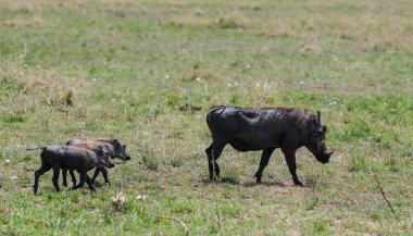 Kenya, Masimara 'daki savandan yaban domuzu veya yaban domuzu.