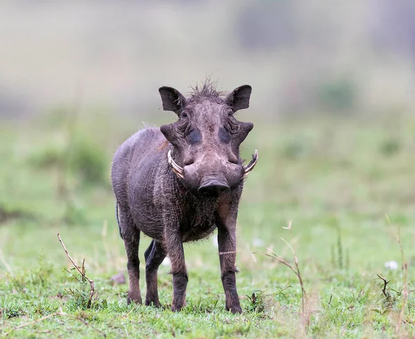 케냐의 사바나에서 멧돼지 난쟁이 — 스톡 사진