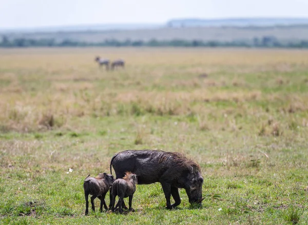 Kenya Masimara Daki Savandan Yaban Domuzu Veya Yaban Domuzu — Stok fotoğraf
