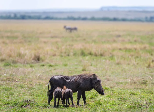 Kenya Masimara Daki Savandan Yaban Domuzu Veya Yaban Domuzu — Stok fotoğraf
