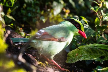 Sattal ormanlarındaki sıradan yeşil saksağan kuşu, Uttarakhand