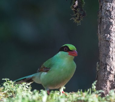 Sattal ormanlarındaki sıradan yeşil saksağan kuşu, Uttarakhand