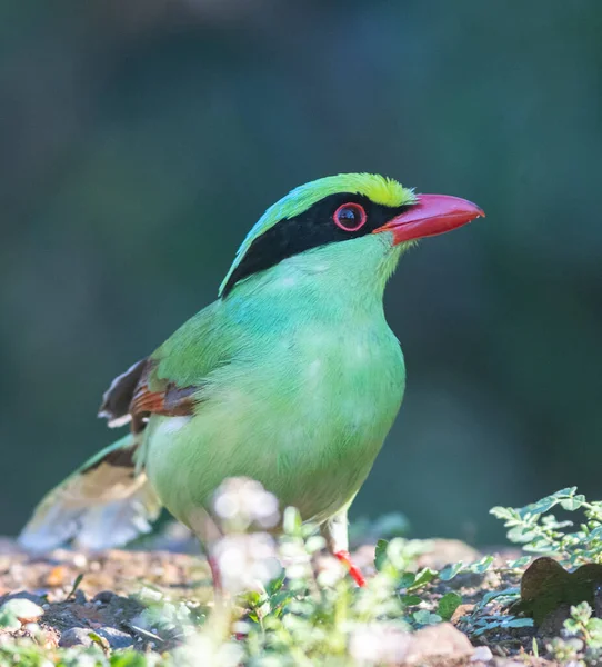 Wspólny Zielony Sroka Ptak Lasu Sattal Uttarakhand — Zdjęcie stockowe