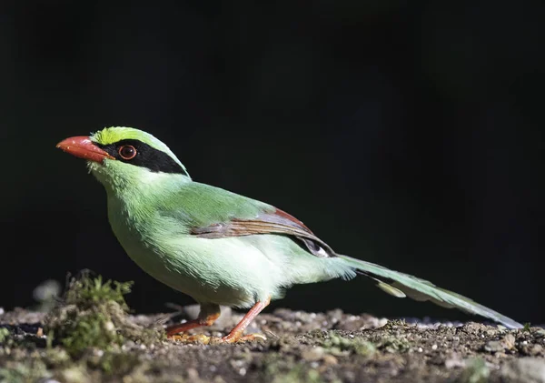 Der Gemeine Grüne Elster Vogel Aus Den Wäldern Von Sattal — Stockfoto
