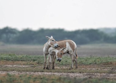 Gujarat's Little Rann of Kutch (LRK) is the only abode for the Indian wild ass, locally called Gudhkhur