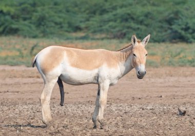 Gujarat's Little Rann of Kutch (LRK) is the only abode for the Indian wild ass, locally called Gudhkhur