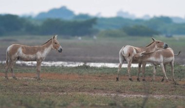 Gujarat's Little Rann of Kutch (LRK) is the only abode for the Indian wild ass, locally called Gudhkhur