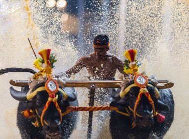 Mangalore, Karnataka - 30 Aralık 2023 - Kambala ya da Buffalo ırkı fotoğrafı, özellikle Karnataka Thulunadu bölgesinde Güney Hindistan 'ın geleneksel kültürel sporu