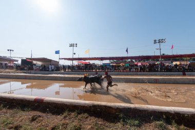 Mangalore, Karnataka - 30 Aralık 2023 - Kambala ya da Buffalo ırkı fotoğrafı, özellikle Karnataka Thulunadu bölgesinde Güney Hindistan 'ın geleneksel kültürel sporu