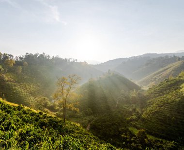 Güzel çay plantasyon içinde sabah