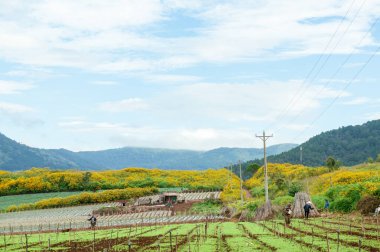 Ayçiçeği tarlası olan güzel bir manzara