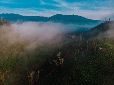 Pilav sahasında hava aracı görüntüsü sabah sisli yeşil dağ arka planlı, Tayland.
