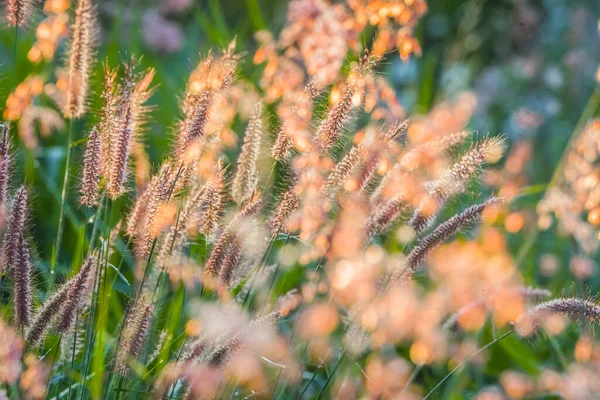 잔디는 새해와 꽃입니다 — 스톡 사진