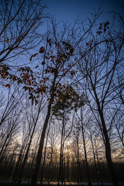 Όμορφο Ηλιοβασίλεμα Στο Δάσος — Φωτογραφία Αρχείου
