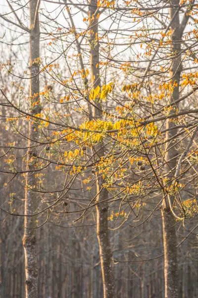 Φθινοπωρινό Δάσος Φθινοπωρινή Χλωρίδα — Φωτογραφία Αρχείου