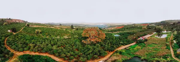 Ormandaki yol manzarası, Lam Dong Vietnam manzarası yukarıdan güzel bir sabah. 