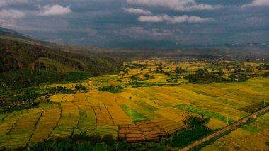 pirinç tarlaları, bali Endonezya