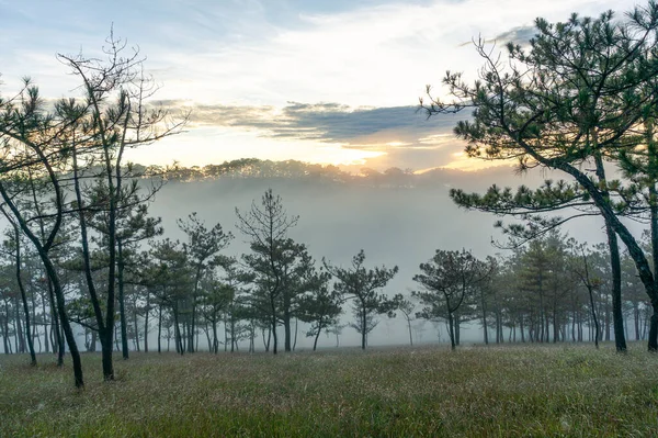 Ανατολή Στο Πευκοδάσος Ομίχλη Και Δέντρα — Φωτογραφία Αρχείου