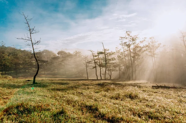 Φθινοπωρινό Δάσος Δέντρα Στην Πρωινή Ομίχλη — Φωτογραφία Αρχείου