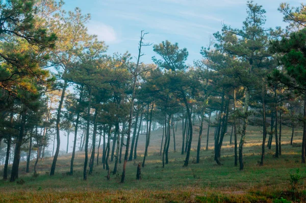 Piękny Jesienny Krajobraz Drzewami Lasem — Zdjęcie stockowe