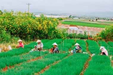 Çiftçi tarlada hasat yapıyor.