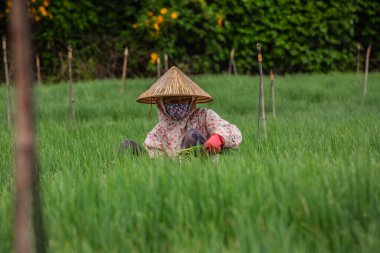 Pirinç tarlasında bir kadın
