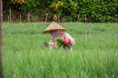 Tayland 'da pirinç tarlasında çalışan Asyalı kadın çiftçi