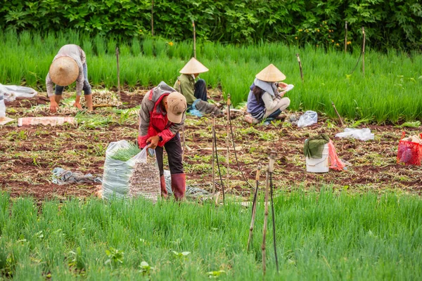 Vietnamese Landbouwer Die Rijst Oogst Het Rijstveld — Stockfoto
