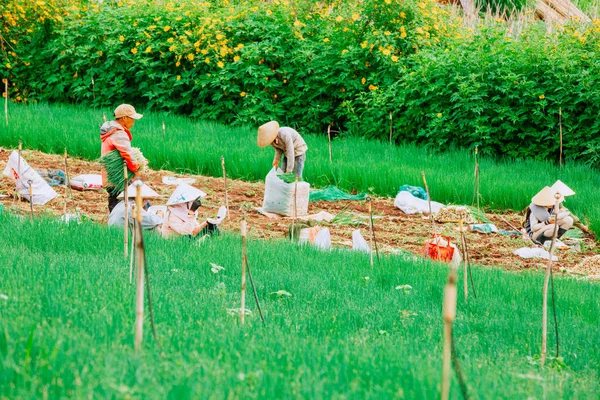 Landwirt Arbeitet Garten — Stockfoto