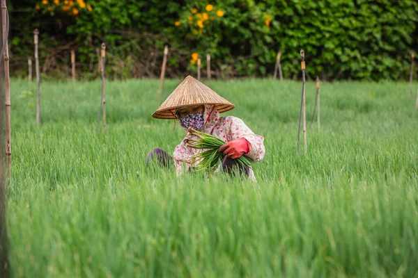 アジアの女性農家 米田で働いています — ストック写真
